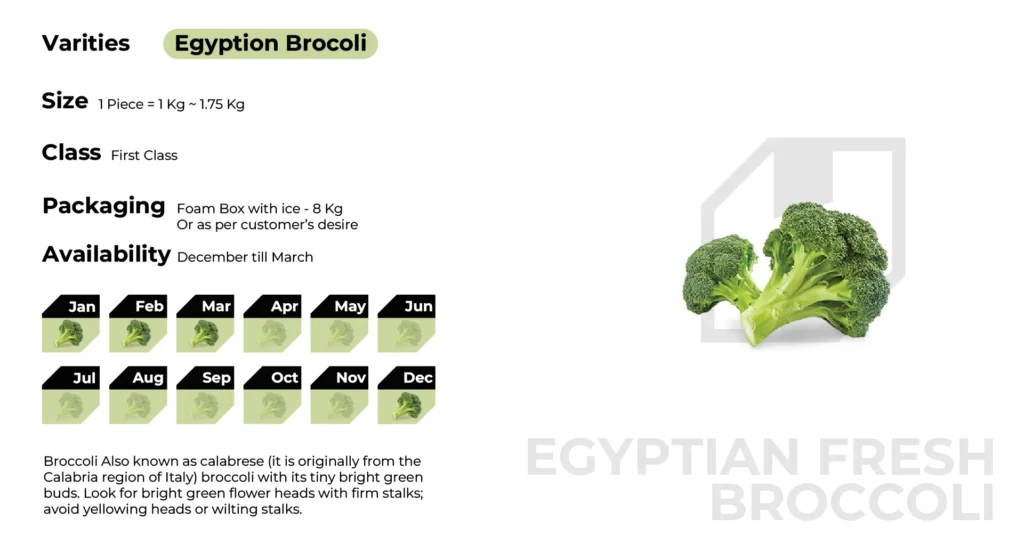 branded baladi copy.png